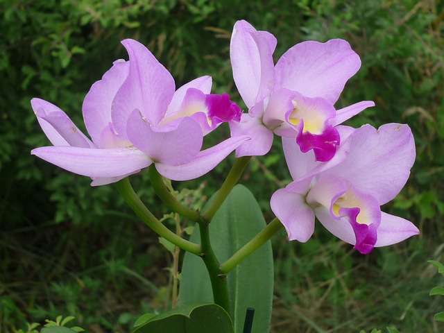 Cattleya orchid 02