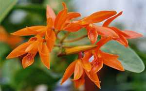 Cattleya aurantiaca
