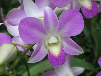 Cooktown orchid 03