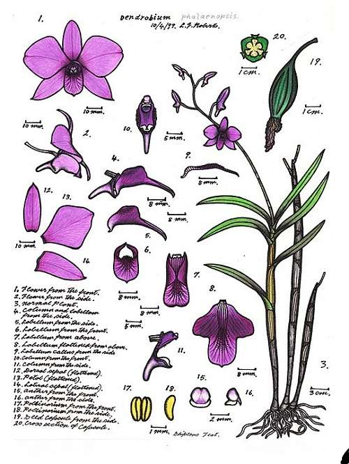 Cooktown orchid flowers illustration