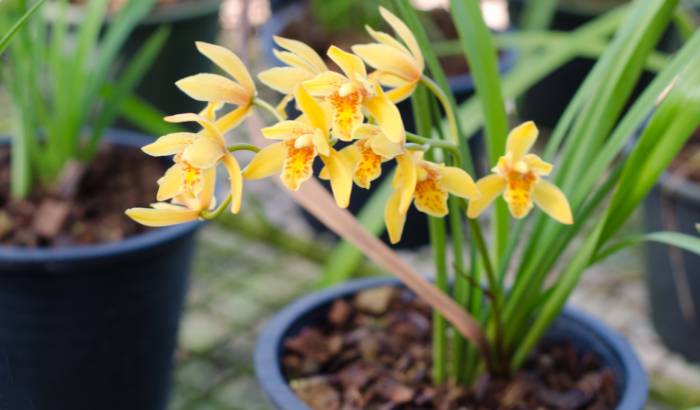 Cymbidium orchid care