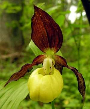 Cypripedium orchid