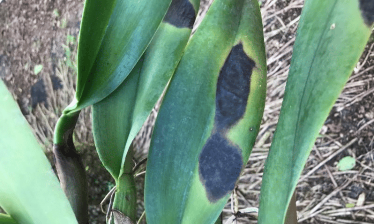 Dark spot on the leaf of an orchid due to sunburn