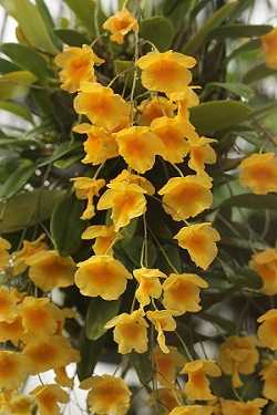 Dendrobium Agregatum 1