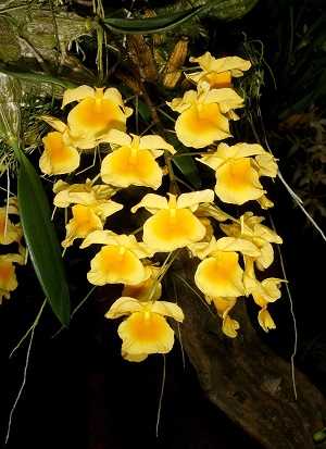 Dendrobium Agregatum 2