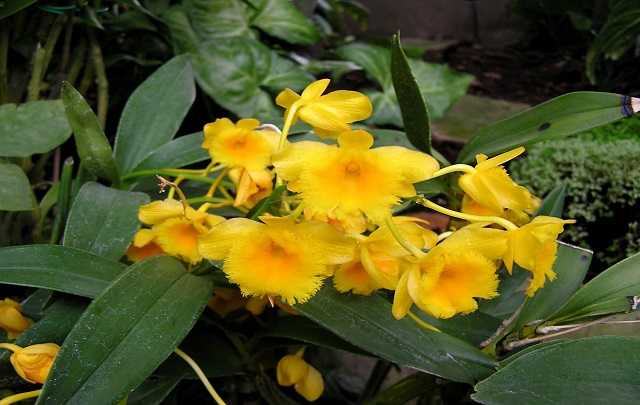 Dendrobium Chrysotoxum 2
