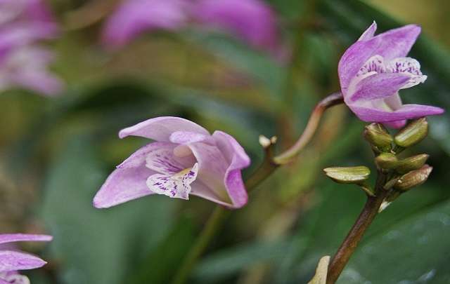 Dendrobium Kingianum 3 1