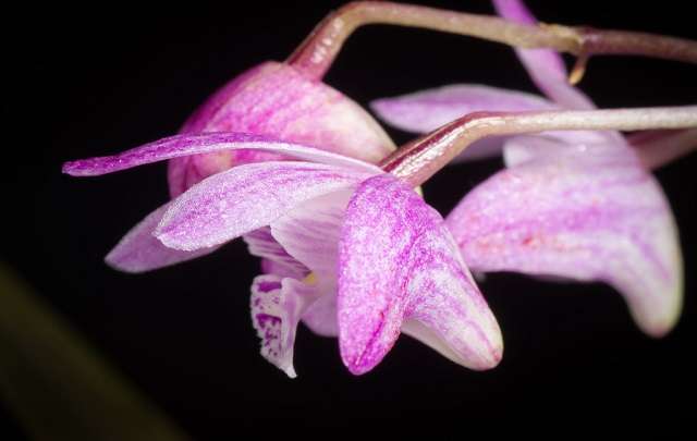 Dendrobium Kingianum flower