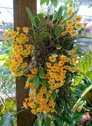 Dendrobium Lindleyi 3