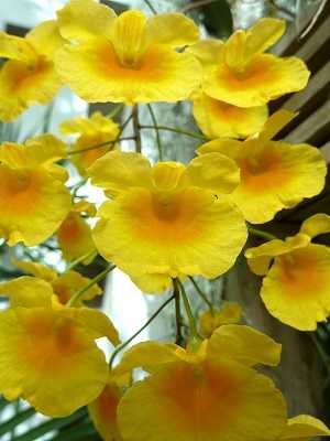 Dendrobium Lindleyi