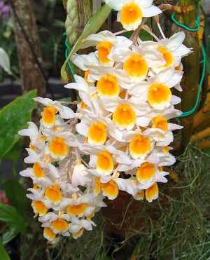 Dendrobium Thyrsiflorum 2