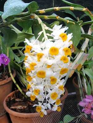 Dendrobium Thyrsiflorum flowers 02