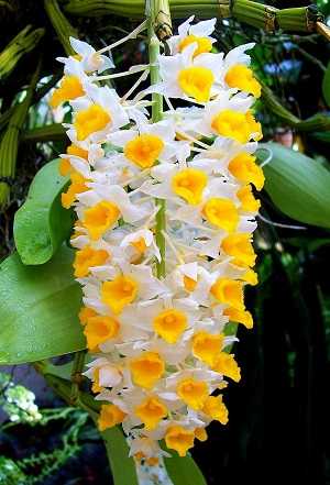 Dendrobium Thyrsiflorum flowers