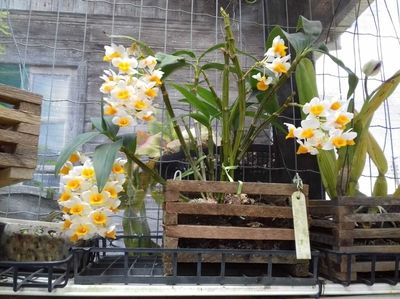 Dendrobium amarela e branca