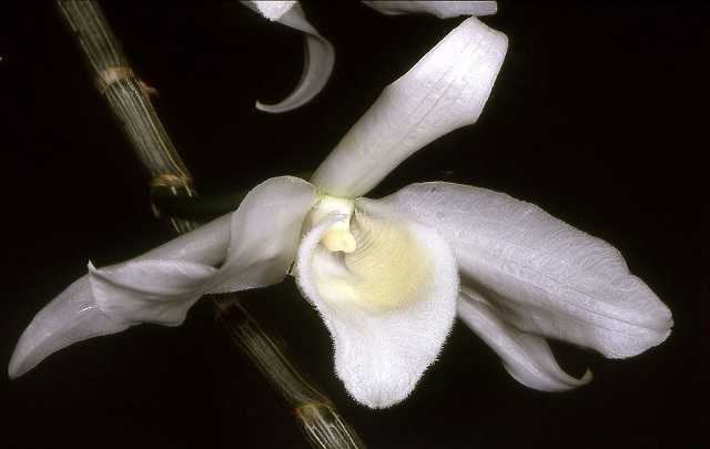 Dendrobium anosmum alba