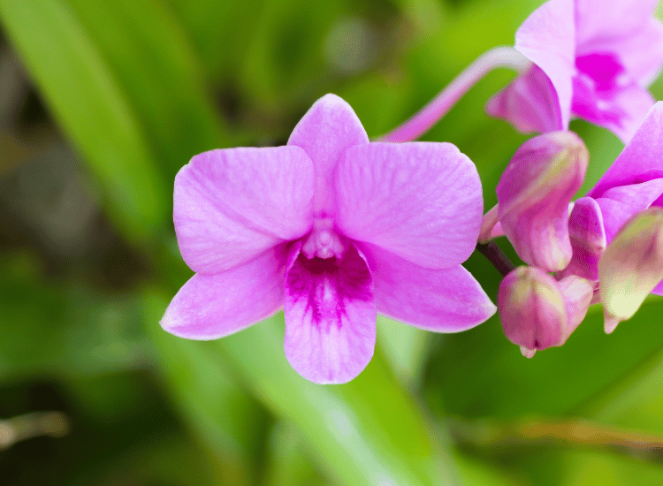 Dendrobium bigibbum orchid