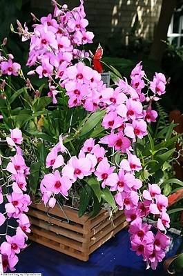 Dendrobium bigibbum with flowers