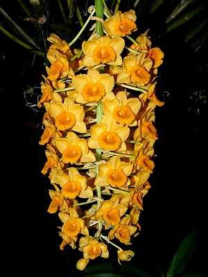 Dendrobium densiflorum 3