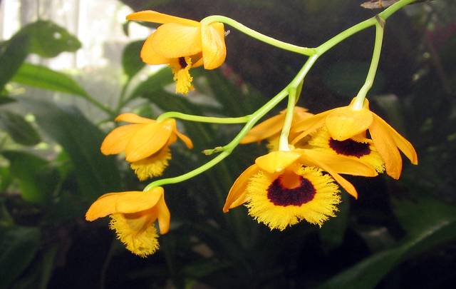 Dendrobium fimbriatum flowers