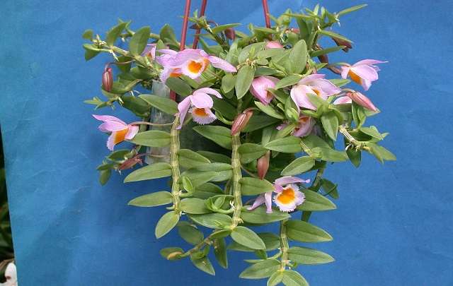 Dendrobium loddigesii 1