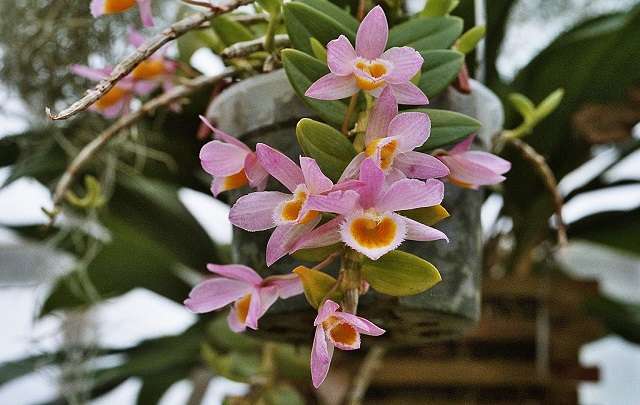 Dendrobium loddigesii 4