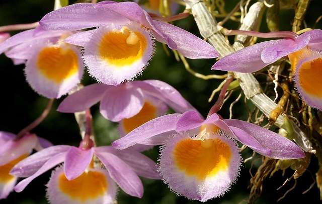 Dendrobium loddigesii flowers