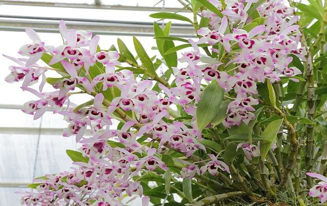 Dendrobium nobile Flowers