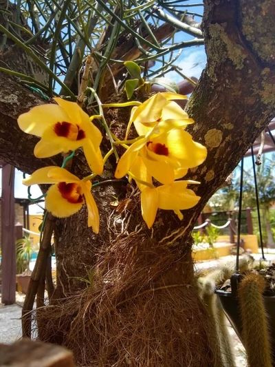Dendrobium que estava a 14 anos sem florir