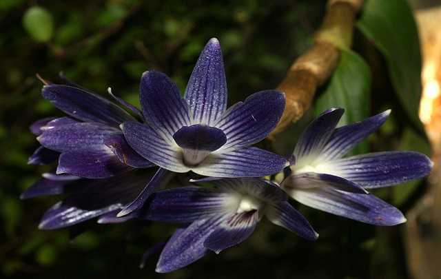 Dendrobium victoriae reginae