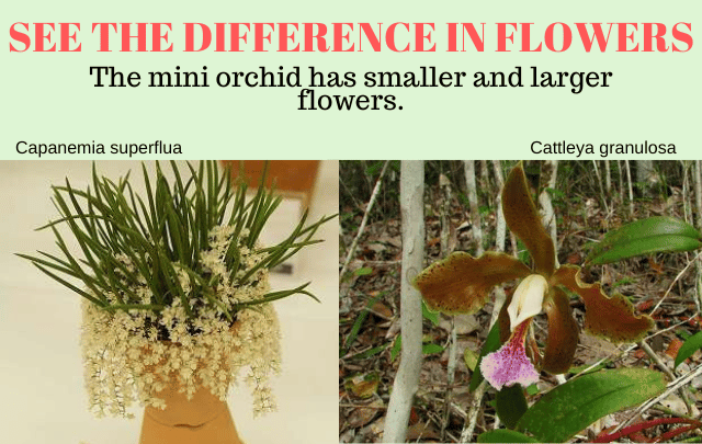 Difference between the flowers of a mini orchid and a normal orchid