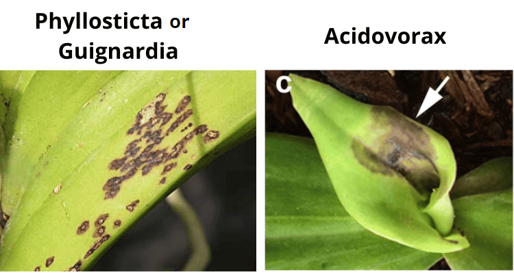 Diseases that cause spots or spots on orchid leaves