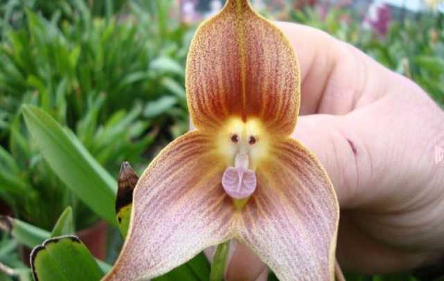 Dracula Simia flower