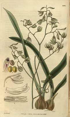 Encyclia viridiflora