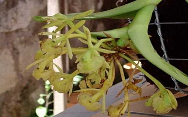 Epidendrum apaganoides