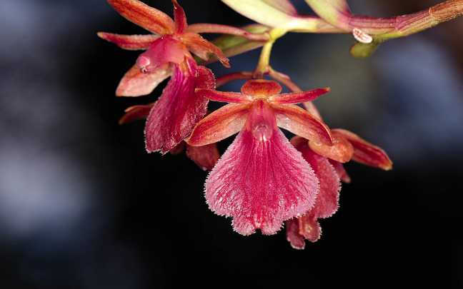 Epidendrum cottoniiflorum