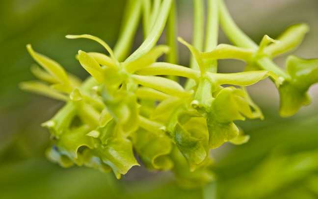 Epidendrum erectifolium