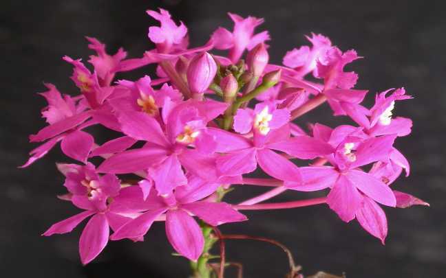 Epidendrum orchids