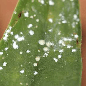 Example of mealybugs on an orchid leaf
