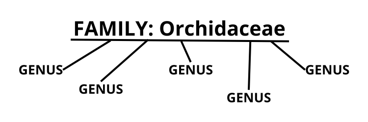 Explanation of orchid genera