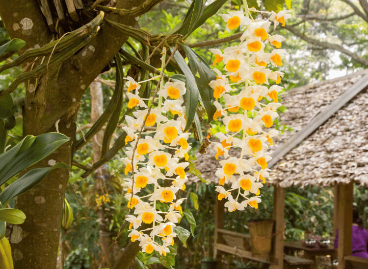 Flowers Dendrobium densiflorum