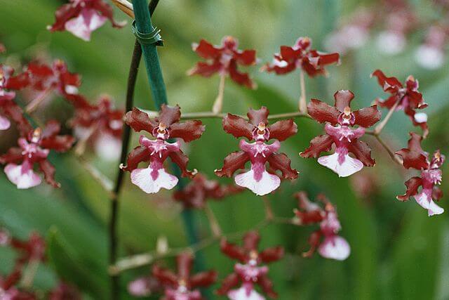 Flowers and leaves Oncidium sharry baby