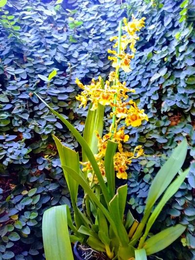 Foto orquidea amarela