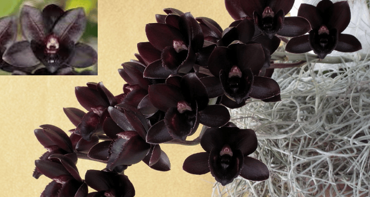 Fredclarkeara After Dark black orchid