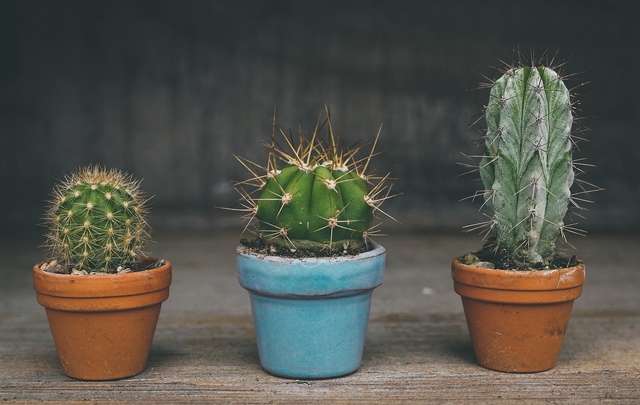 How to Care for Cacti and Mini Cacti