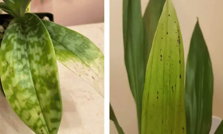 Lack of magnesium in orchid leaves
