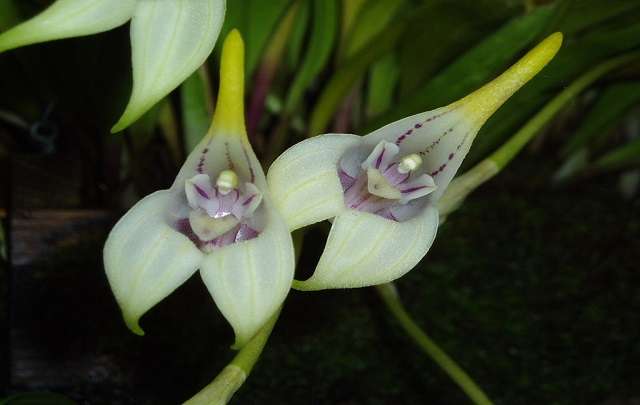 Masdevallia orchid