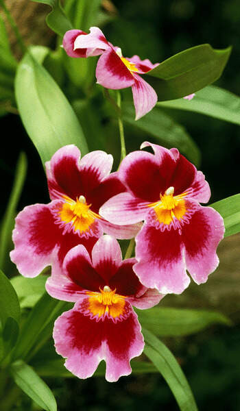 Miltonia orchid 02