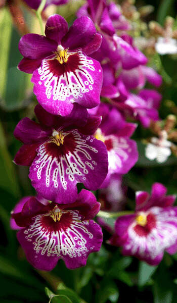 Miltonia orchid 03