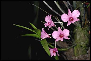 Mini cooktown orchid