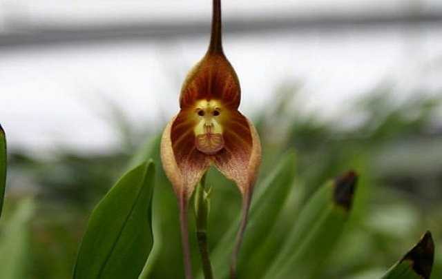 Monkey face orchid